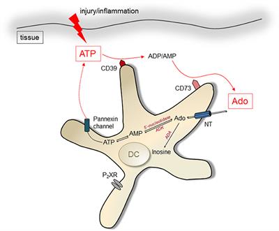 ATP and Its Metabolite Adenosine as Regulators of Dendritic Cell Activity